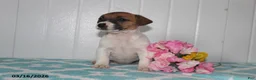 Jack Russell Terrier dogs for sale: Precious - Ad 3