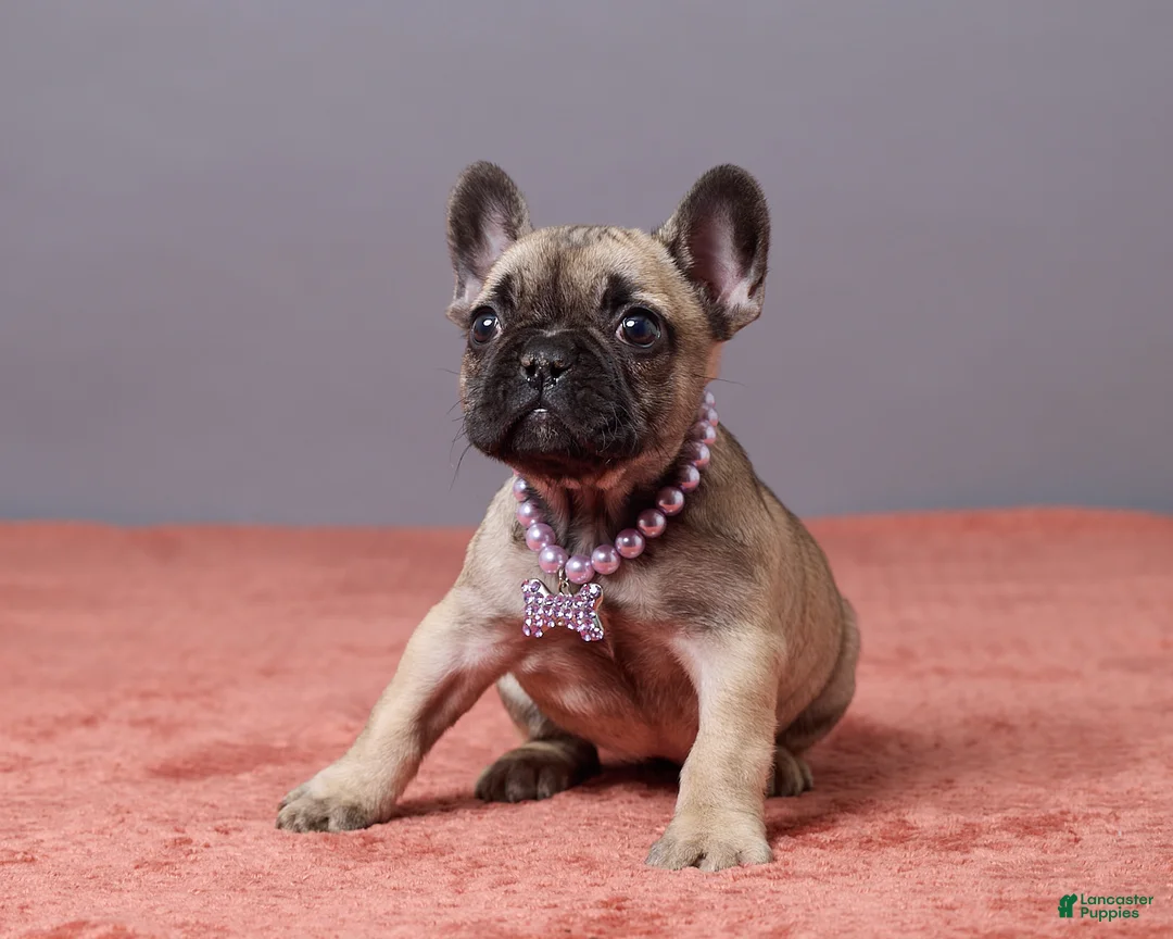French Bulldog dogs for sale: Sophie - Ad 1