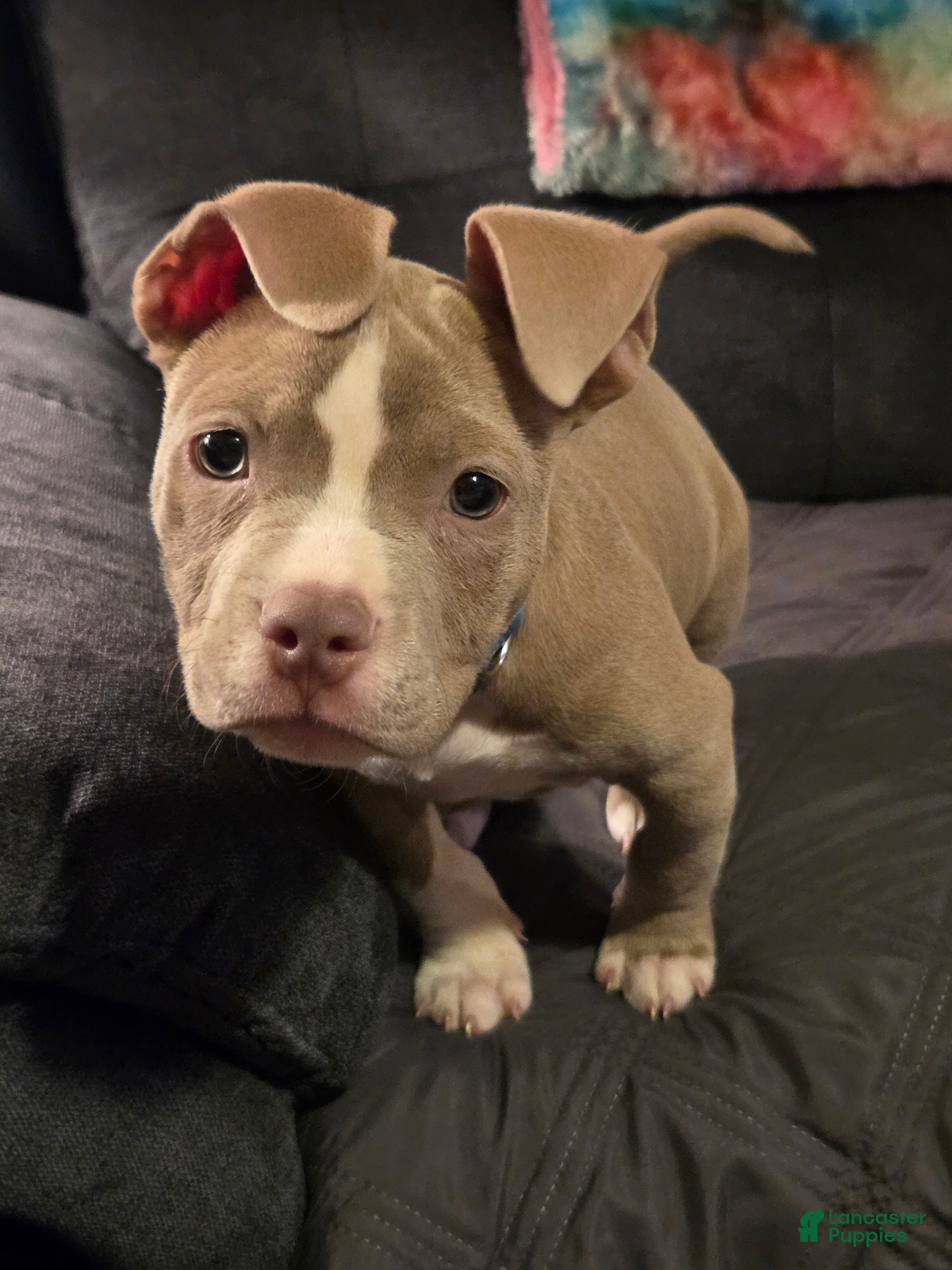 American Bully dogs American Bully Puppy 1 - Ad 34