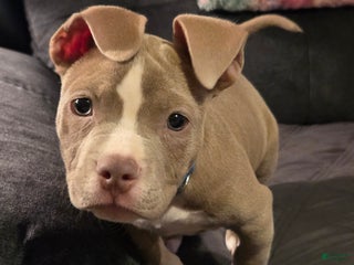 American Bully dogs American Bully Puppy 1 - Ad 34