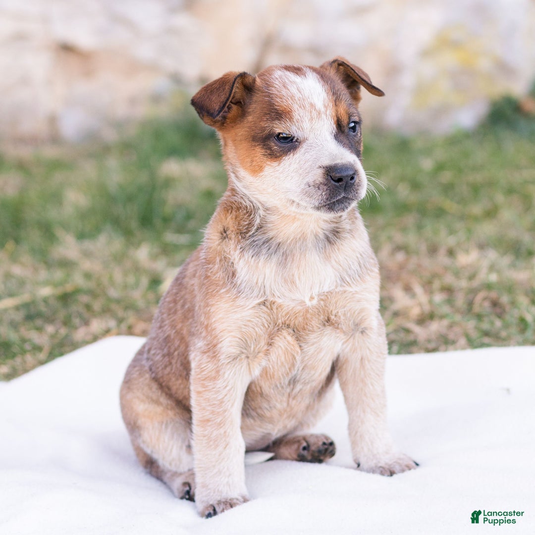 Mixed Breed dogs for sale: Harriet  - Ad 2