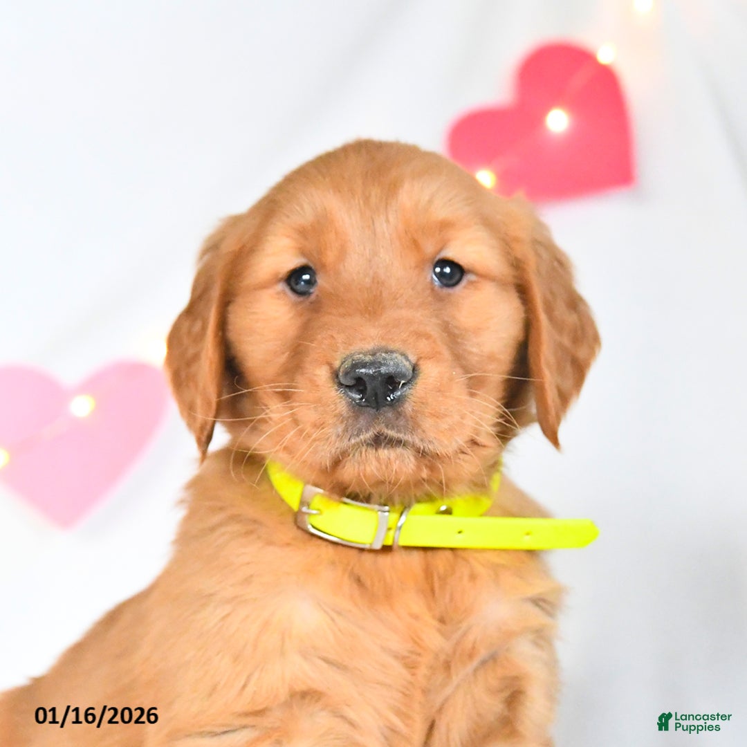 Golden Retriever dogs for sale: Max - Ad 2