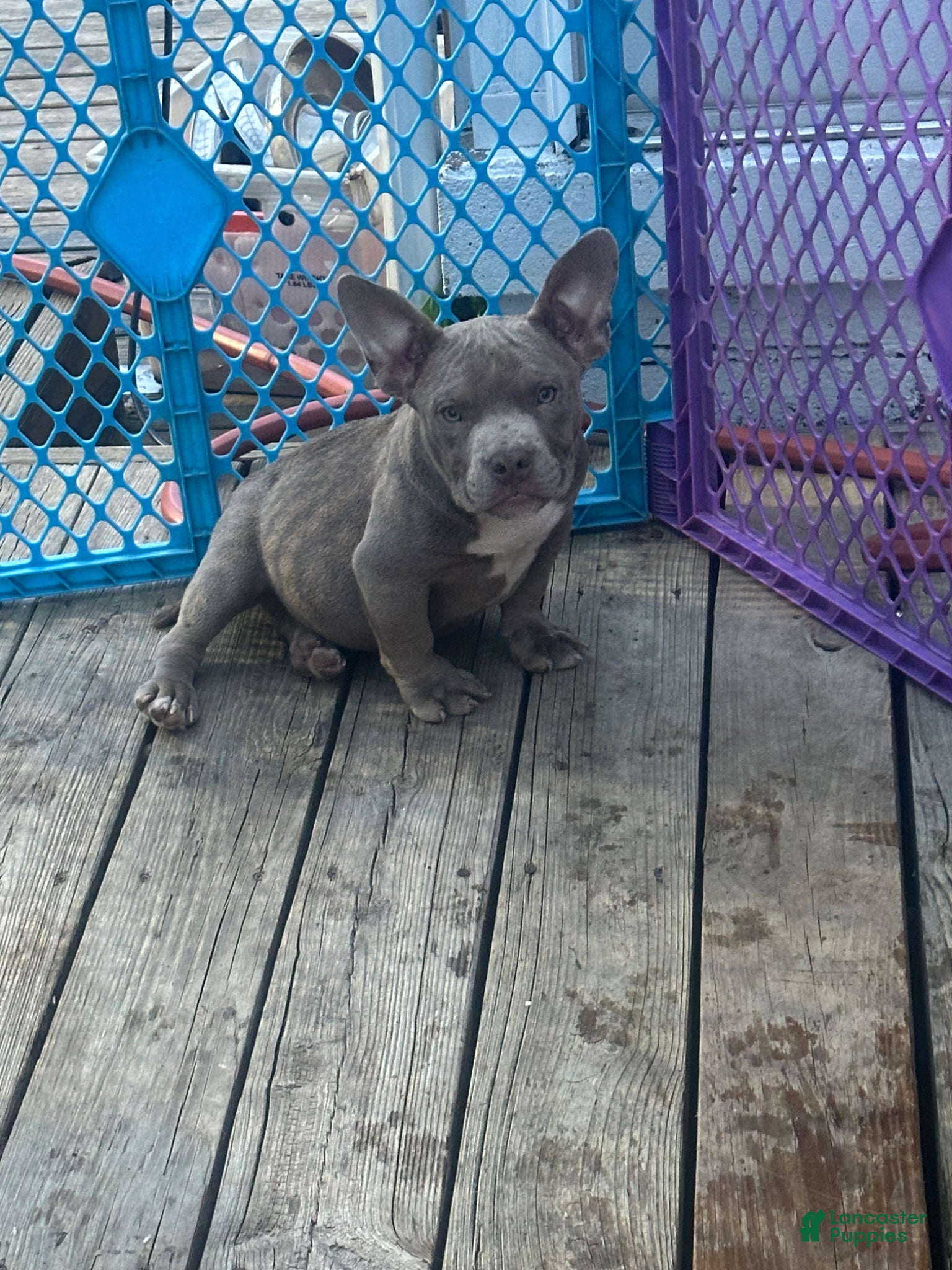 American Bully dogs Gotti - Ad 1