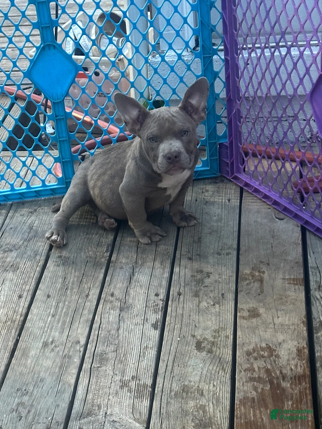 American Bully dogs for sale: Gotti - Ad 2