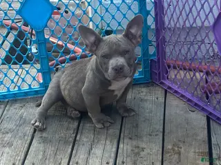 American Bully dogs for sale: Gotti - Ad 1
