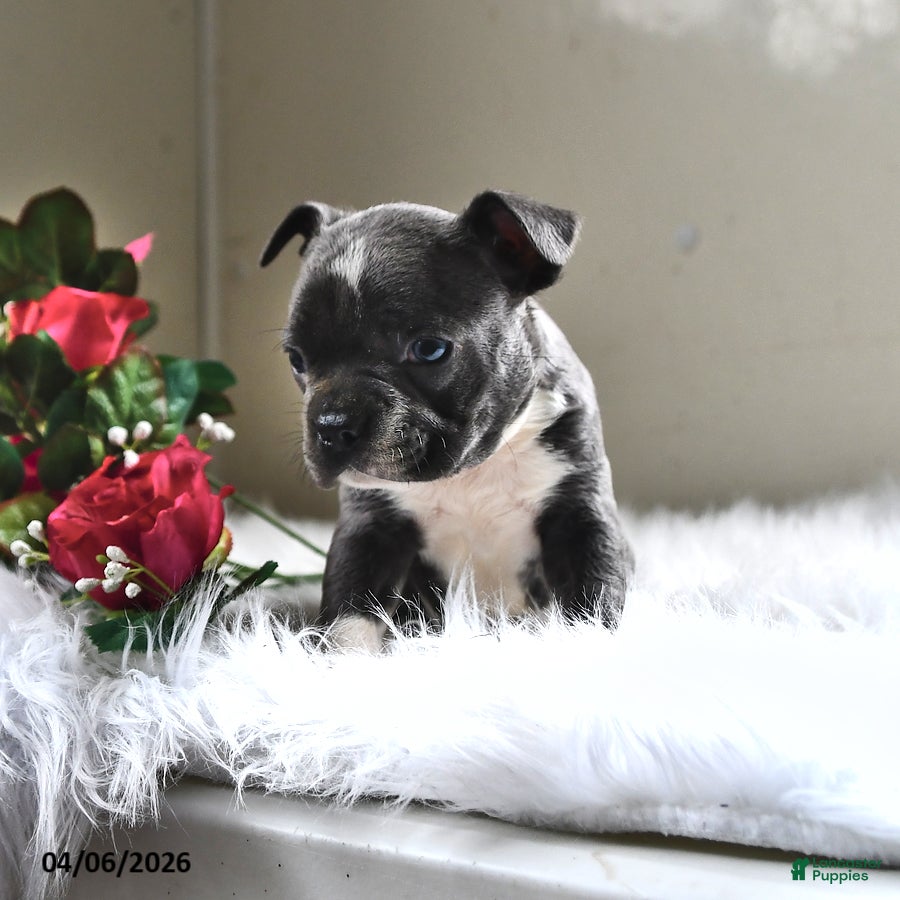 Boston Terrier dogs Beau - Ad 1