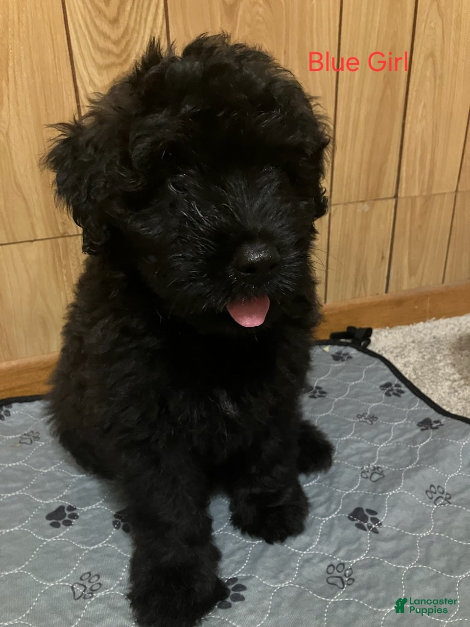 Bouvier Des Flandres dogs Bouvier Des Flandres 4 - Ad 2