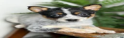 Australian Cattle Dog dogs for sale: Australian Cattle Dog Puppy 5 - Ad 3