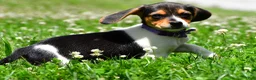 Beagle dogs for sale: Vicky - Ad 5