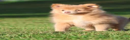 Pomeranian dogs for sale: Carmel - Ad 3