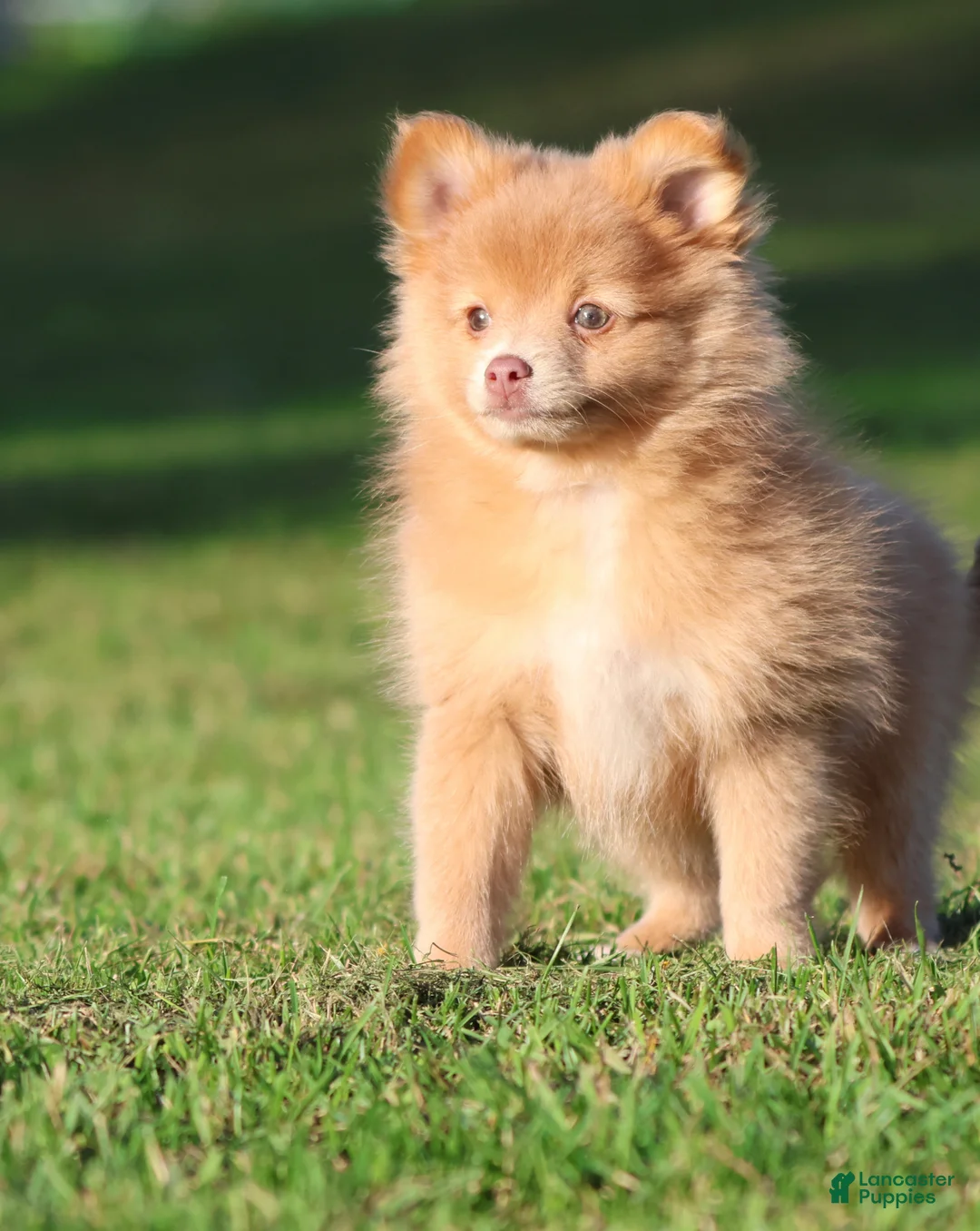 Pomeranian dogs for sale: Carmel - Ad 3