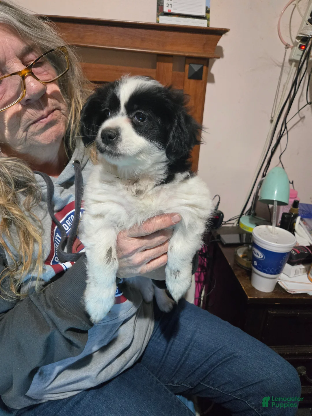 Mixed Breed dogs for sale: Mixed Breed Puppy 1 - Ad 2