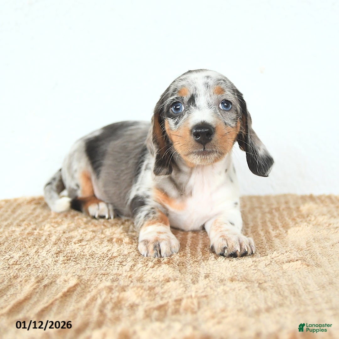 Miniature Dachshund dogs for sale: Delilah - Ad 4