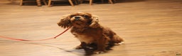 Mixed Breed dogs for sale: Lacey - Ad 7