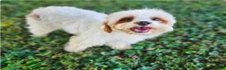 Cavapoo dogs for sale: Boone - Ad 7