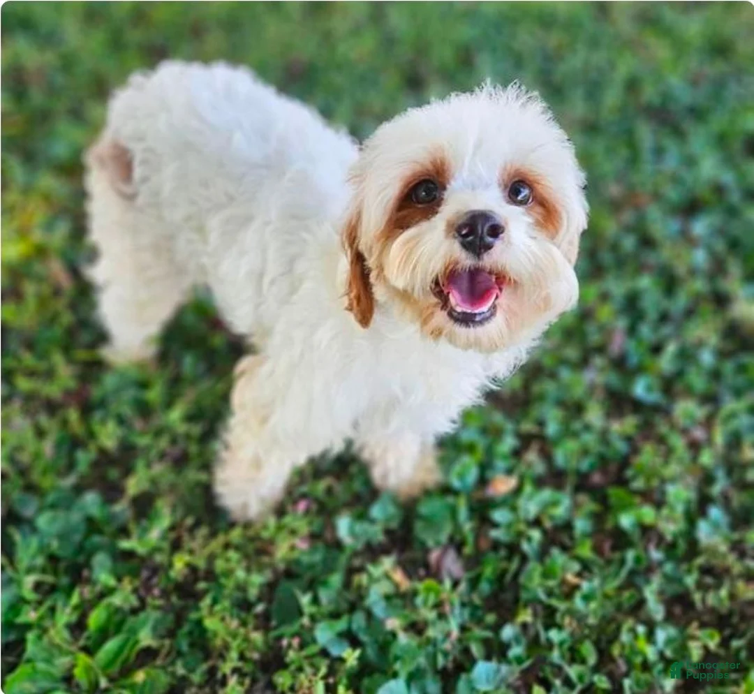 Cavapoo dogs for sale: Boone - Ad 7