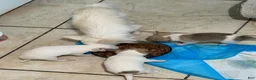 Chihuahua dogs for sale: Chihuahua 2 - Ad 10