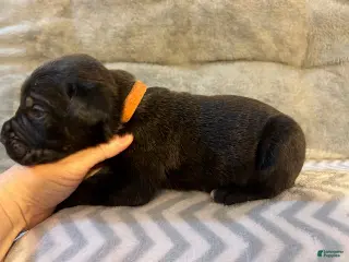 Cane Corso dogs for sale: Cane Corso Puppy 3 - Ad 4