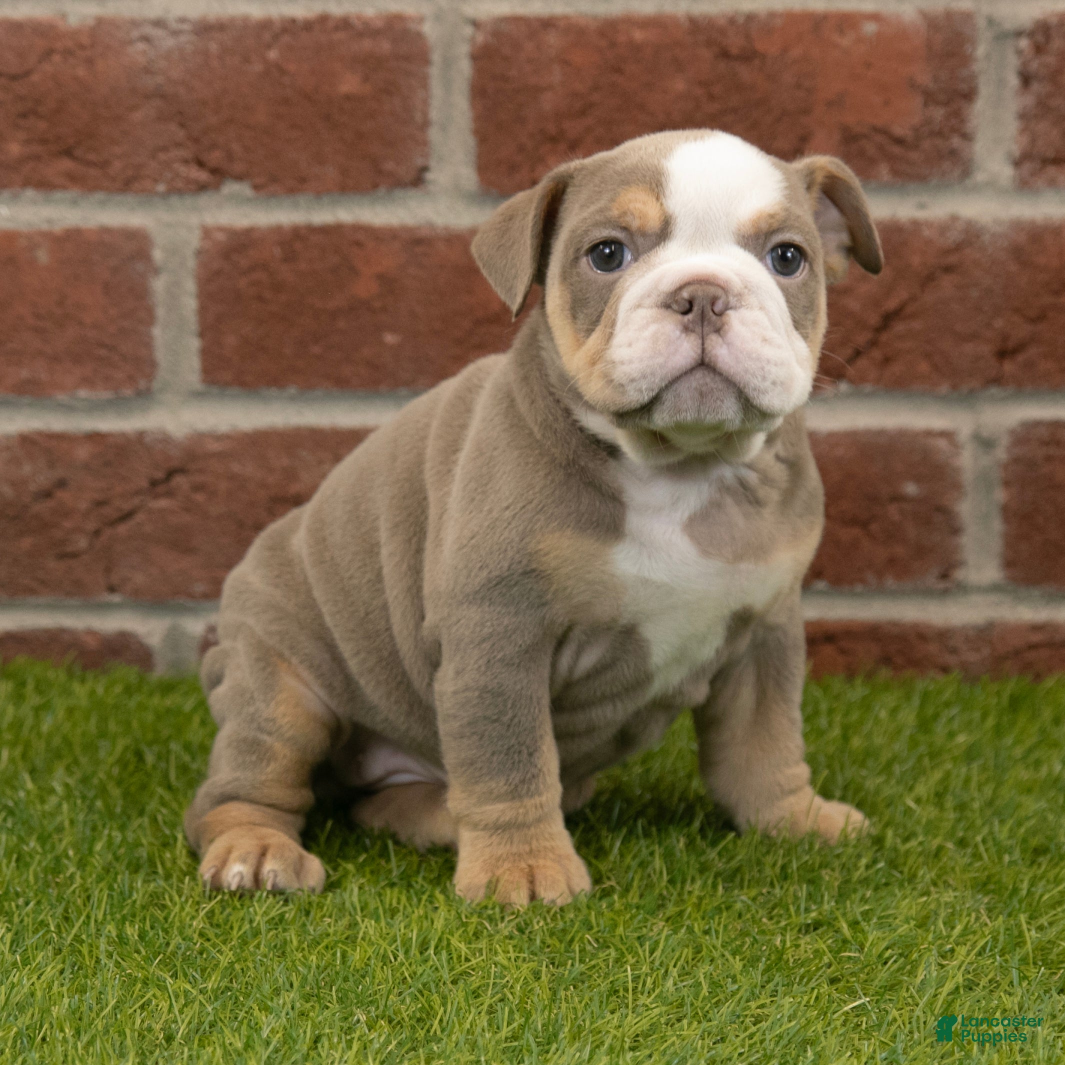 English Bulldog dogs Anna - Ad 2