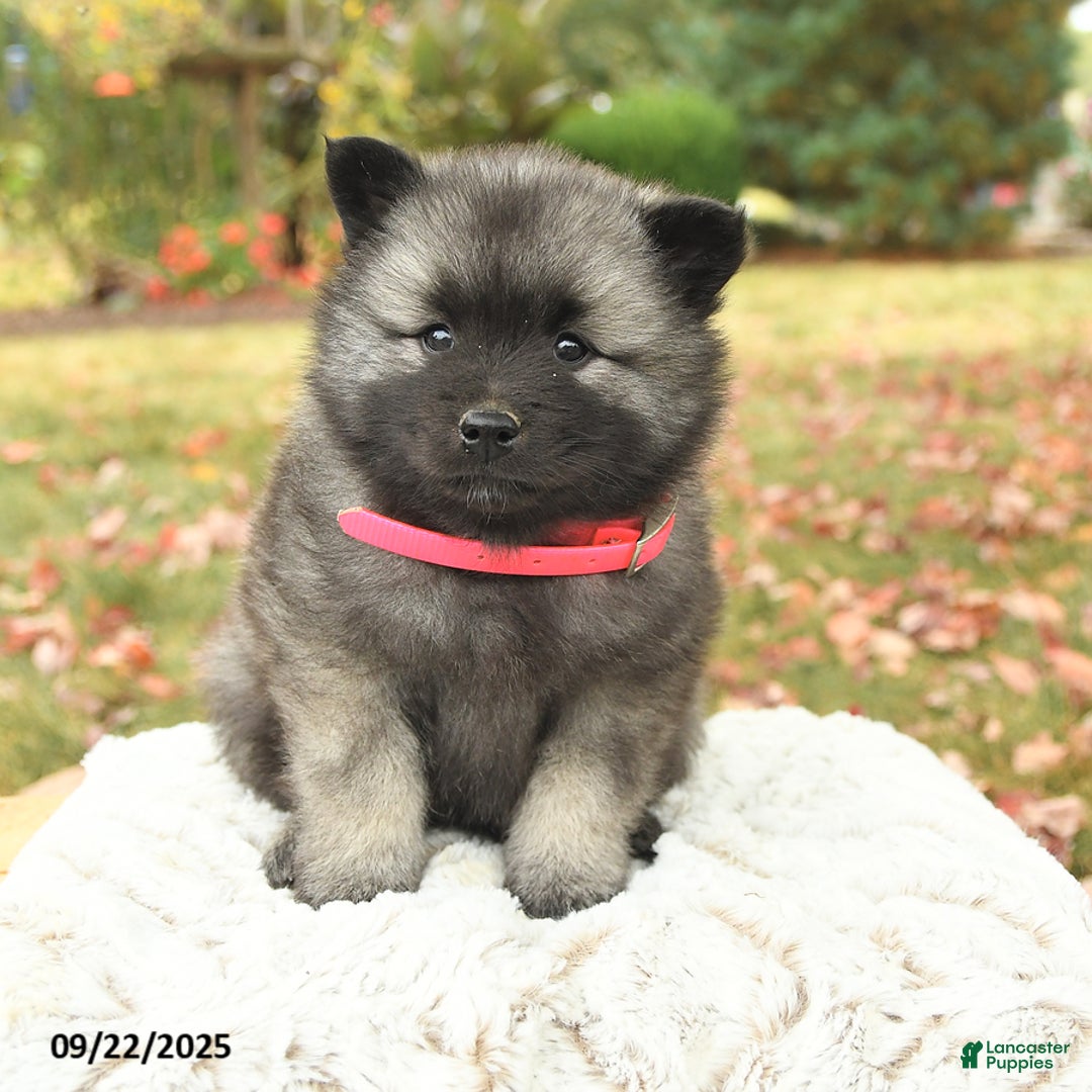 Keeshond dogs for sale: Nikki - Ad 8