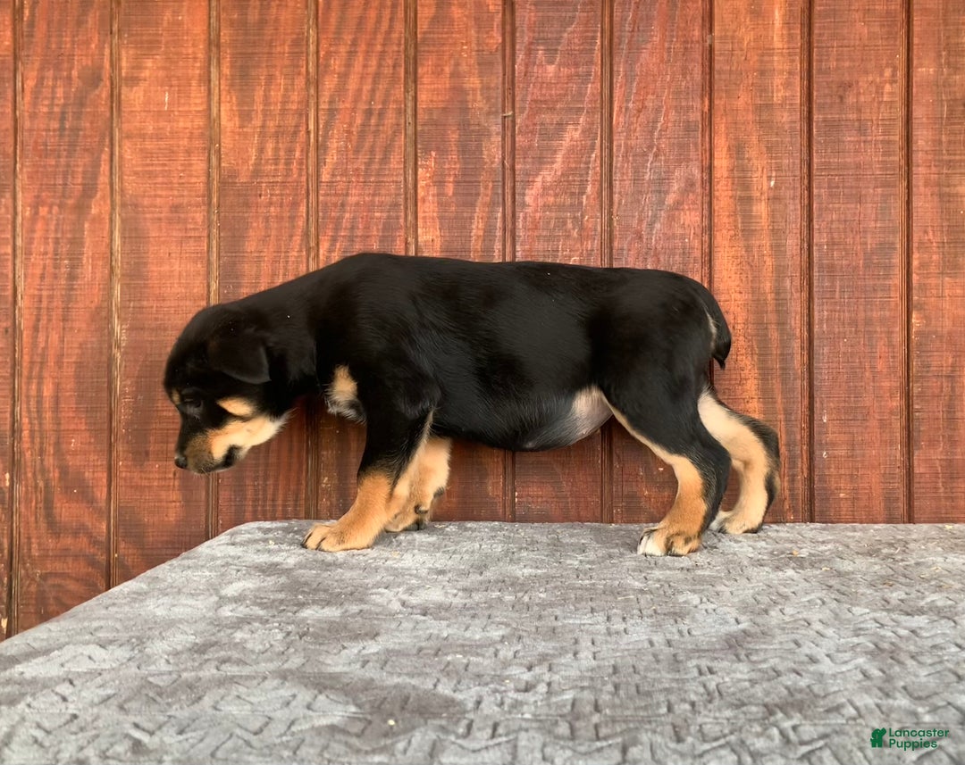 Mixed Breed dogs for sale: Jenny - Ad 2