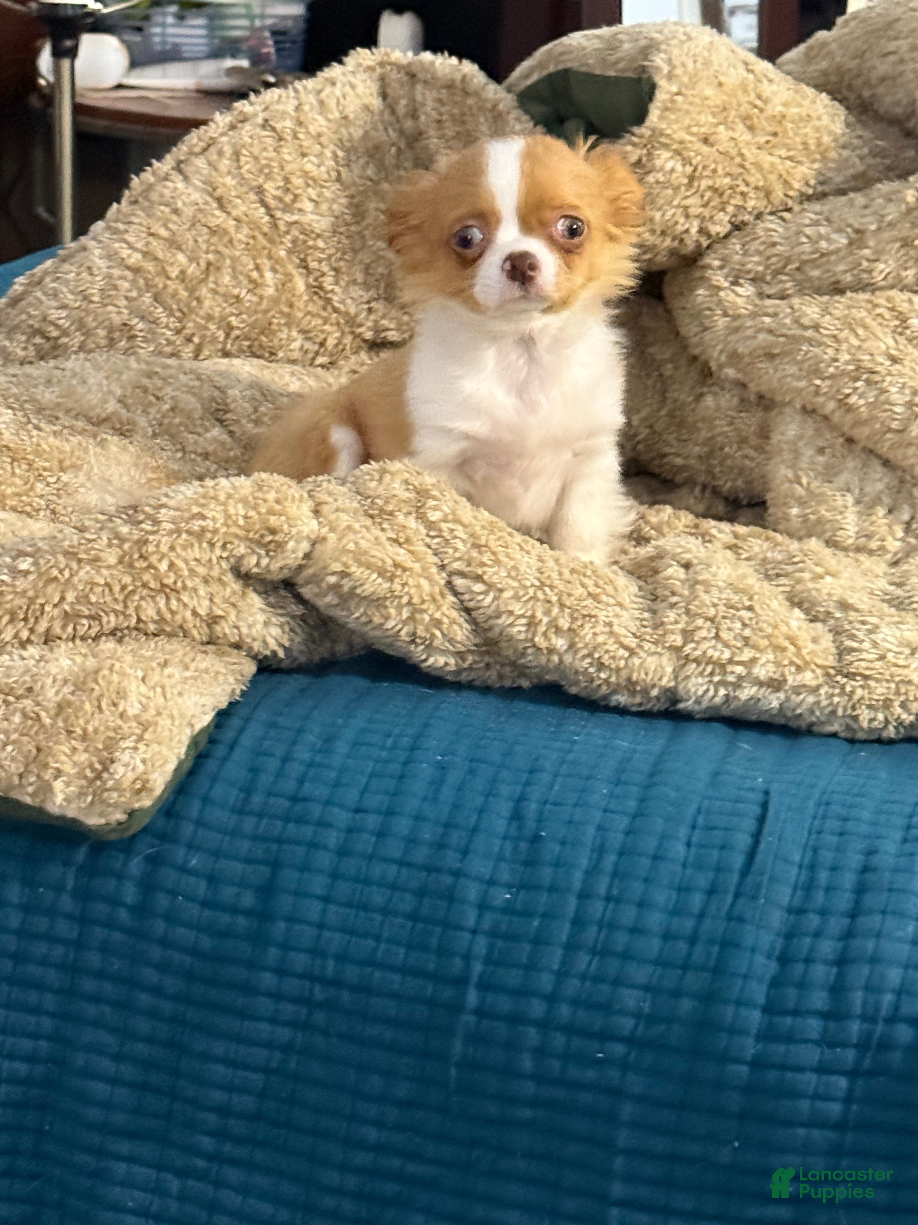 Chihuahua dogs Lakeston - Ad 2