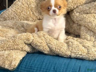 Chihuahua dogs Lakeston - Ad 2