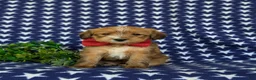Shorkie dogs for sale: Luke Hypoallergenic - Ad 3