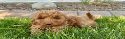 Cockapoo dogs for sale: Glenna - Ad 4