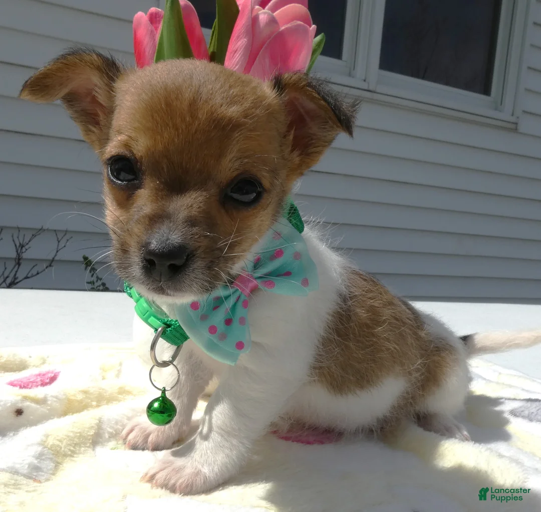 Jack Russell Terrier dogs for sale: Jack Russell Terrier Puppy 2 Tiny - Ad 1