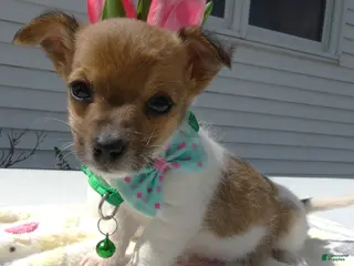 Jack Russell Terrier dogs Jack Russell Terrier Puppy 2 Tiny - Ad 10