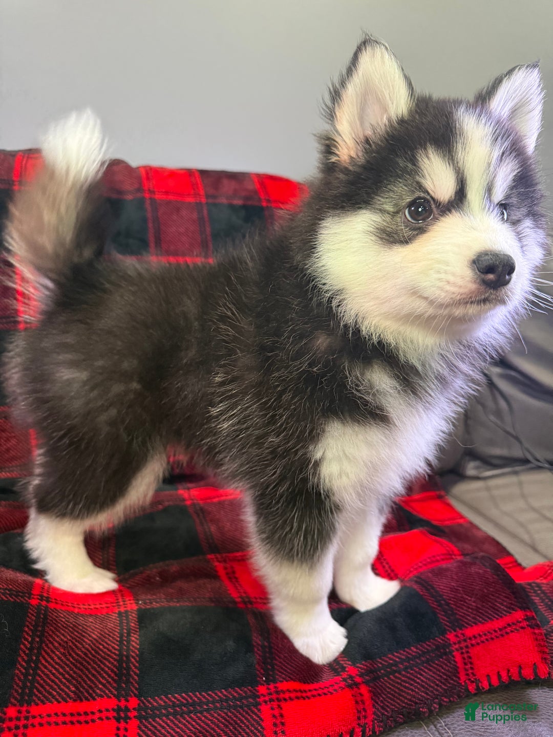 Pomsky dogs for sale: Astro - Ad 3