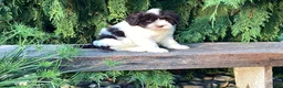 Portuguese Water Dog dogs for sale: Lincoln - Ad 4