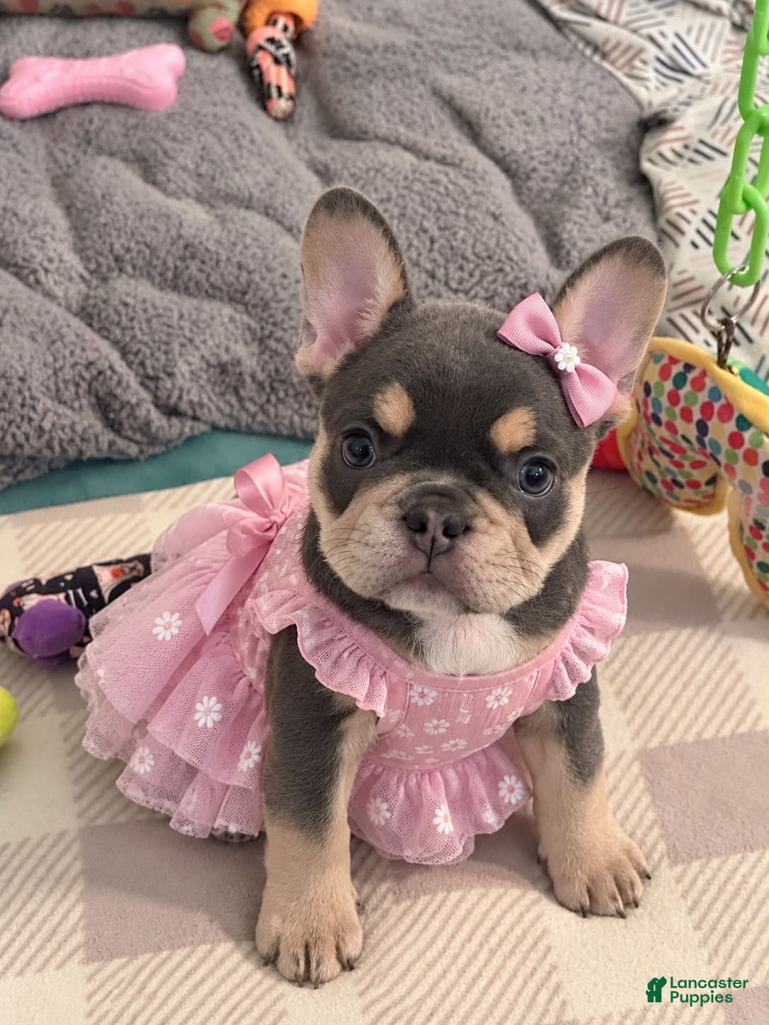French Bulldog dogs Mystique - Ad 1