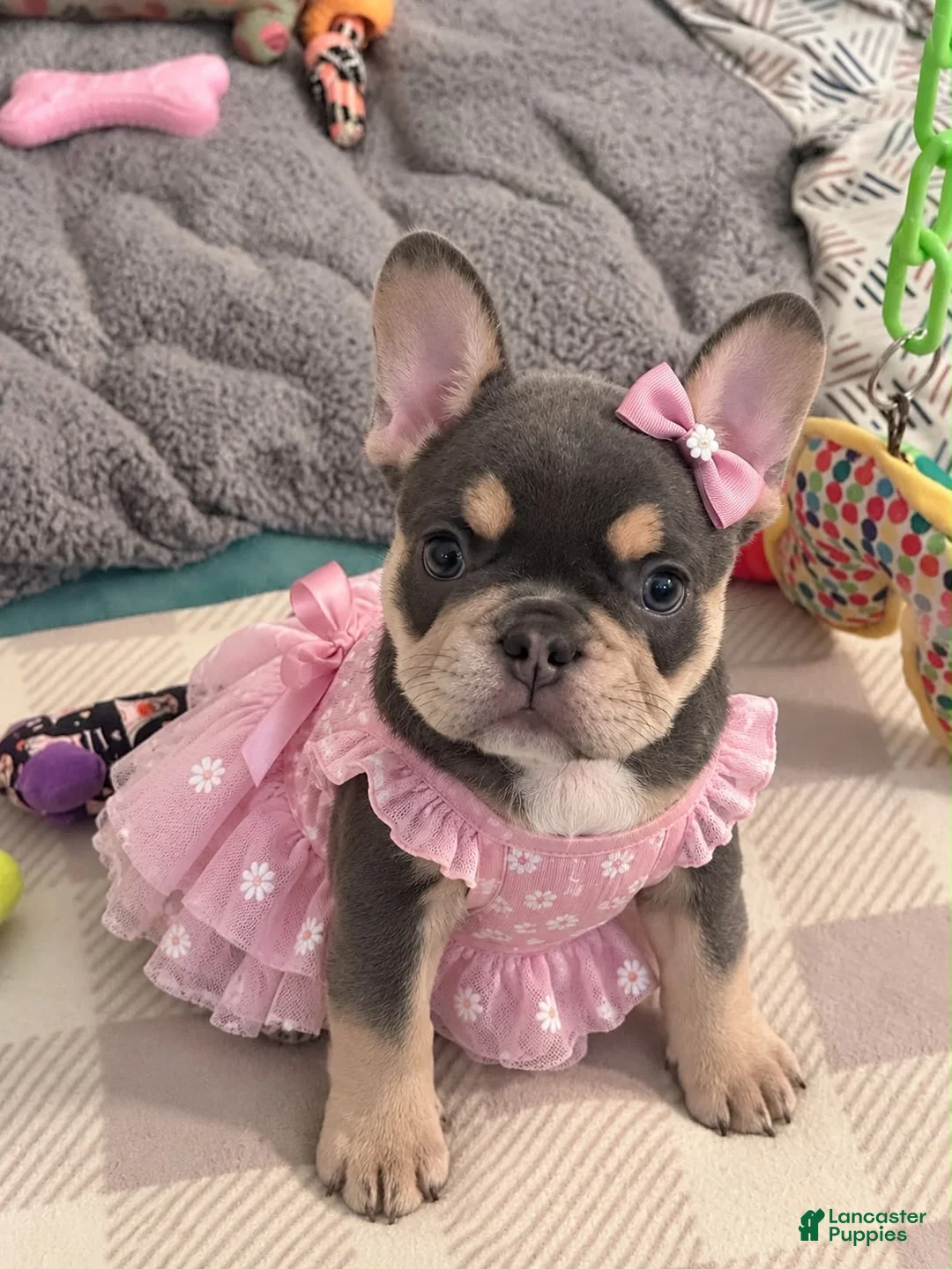 French Bulldog dogs for sale: Mystique - Ad 1