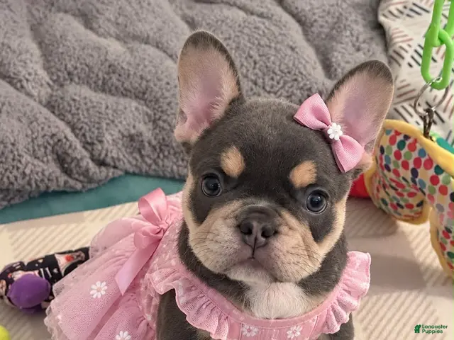 French Bulldog dogs for sale: Mystique - Ad 1