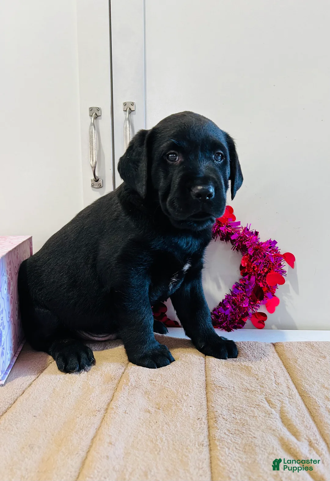 Labrador Retriever dogs for sale: Badger - Ad 8