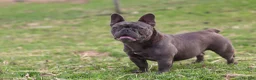 French Bulldog dogs for sale: Ollie - Ad 19