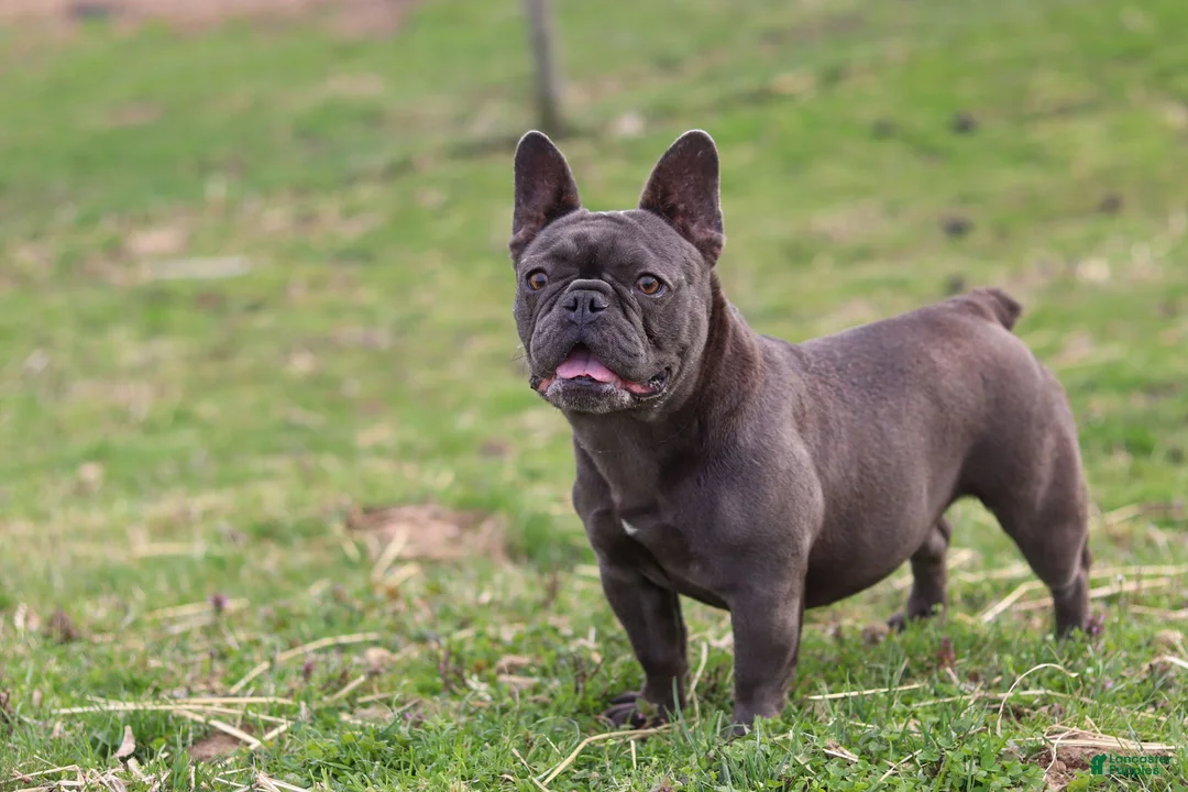 French Bulldog dogs for sale: Ollie - Ad 19