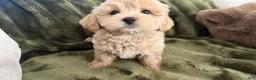 Maltipoo dogs for sale: Cupcake  - Ad 7