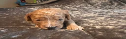 Cavapoo dogs for sale: Cavapoo 4 Purple Collar - Ad 3