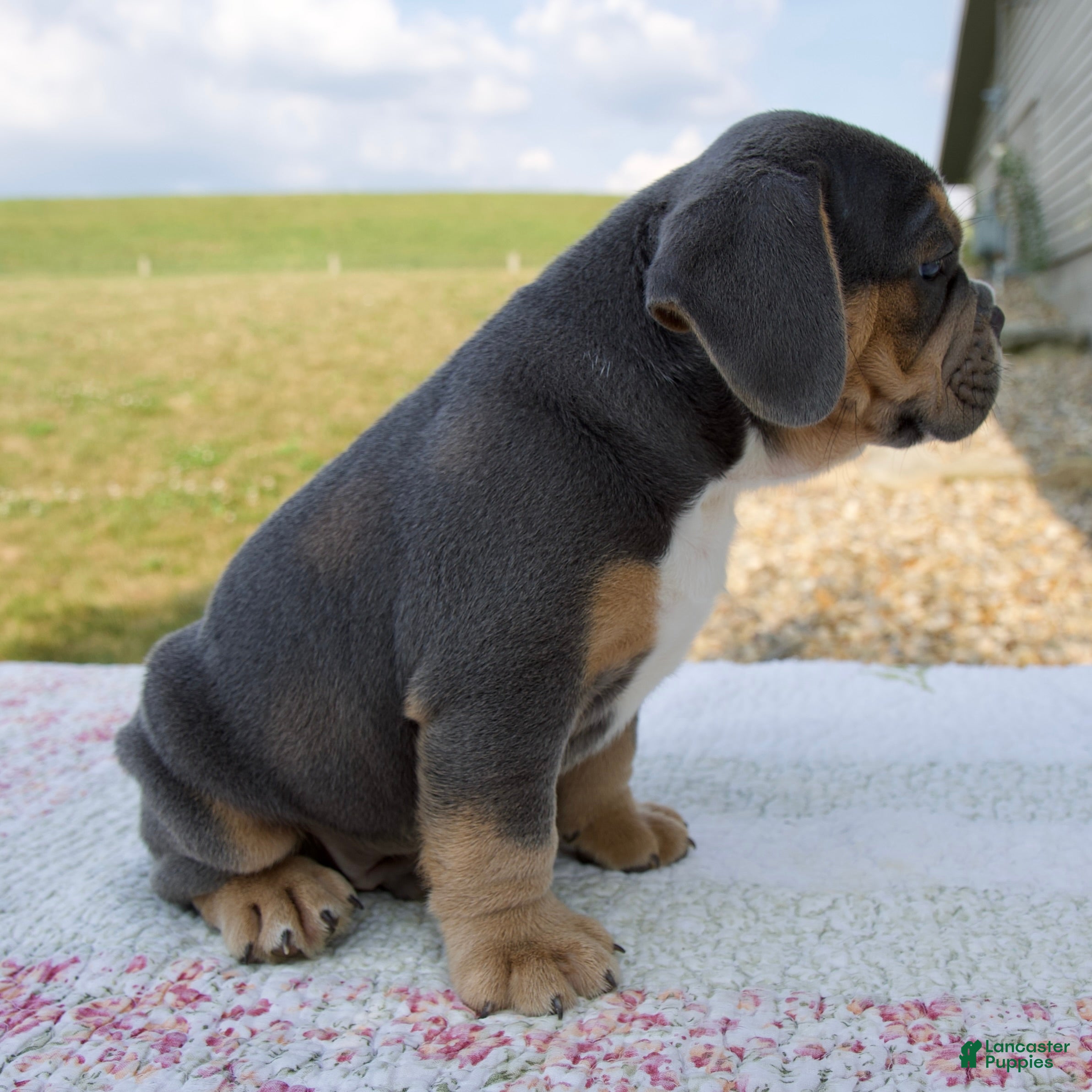 Beabull dogs Toby - Ad 2