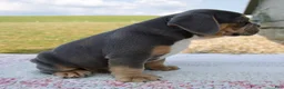 Beabull dogs for sale: Toby - Ad 2