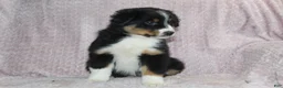 Australian Shepherd dogs for sale: Peyton  - Ad 7