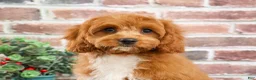 Cavapoo dogs for sale: Baxter - Ad 5