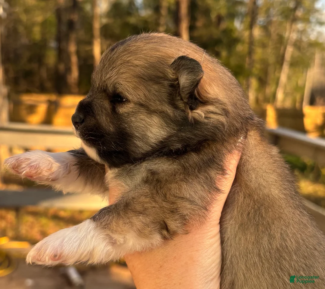 Pomeranian dogs for sale: Pomeranian Puppy 1 - Ad 1