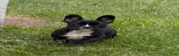French Bulldog dogs for sale: Milk Puppy 4 - Ad 5