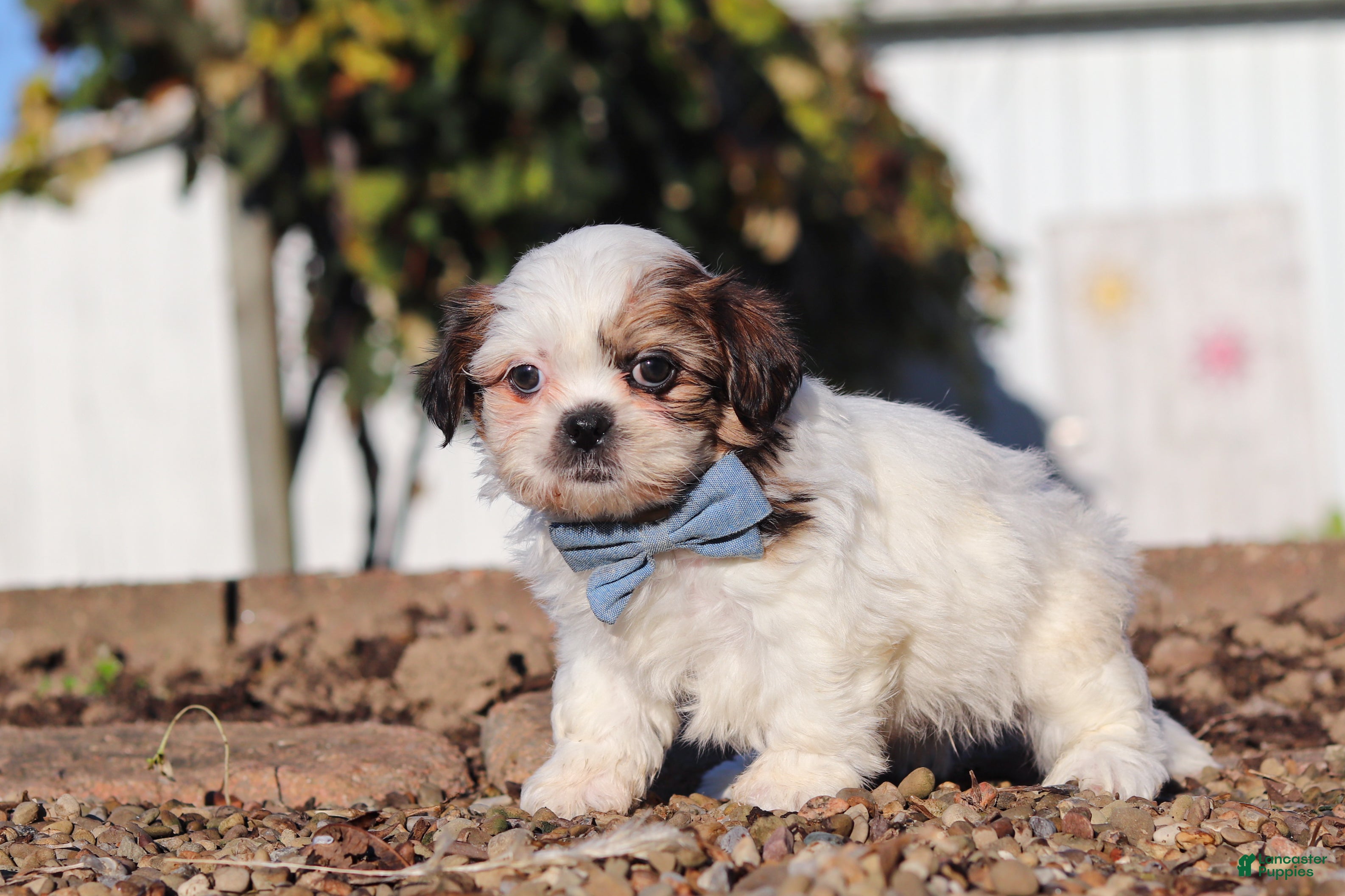 Shih Tzu dogs James - Ad 2
