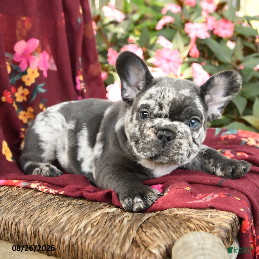 French Bulldog dogs Riff Raff - Ad 2