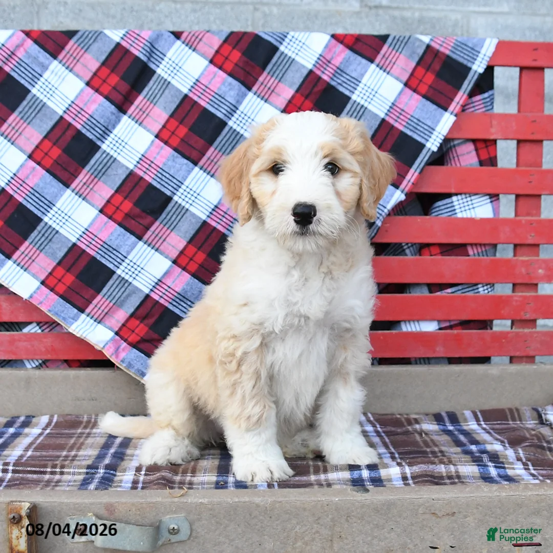 Mini Bernedoodle dogs for sale: Sky - Ad 1